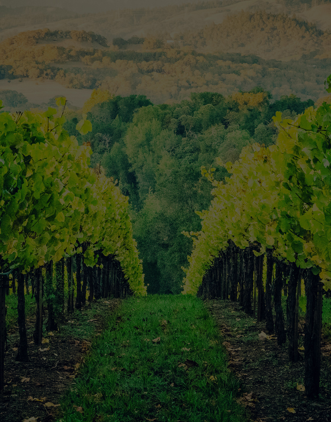 Nosotros 4 home vineyards module
